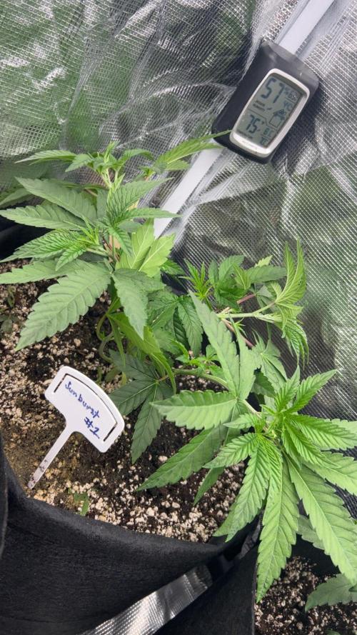 Raw genetics and greenpoint seeds diary. Week 3 - Sunburst #1 is the biggest and most beautiful and the stem rub is smelly and sti