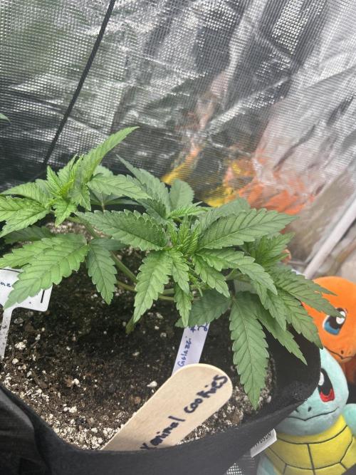 Raw genetics and greenpoint seeds diary. Week 3 - Gelazzi has nice indica structure