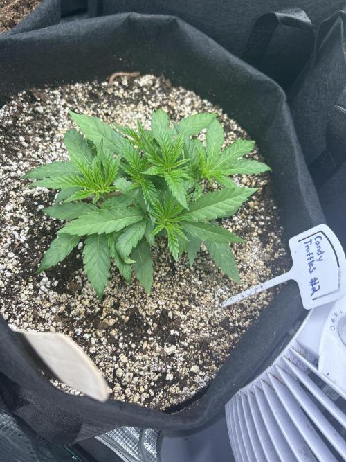 Raw genetics and greenpoint seeds diary. Week 3 - Candy truffles #2 a little slower and smaller 