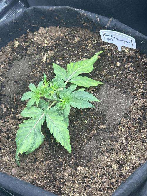 Raw genetics and greenpoint seeds diary. Week 3 - Candy truffles #3 had like a mutation so she’s very small. Hoping she picks up