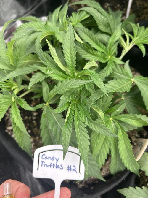 Raw genetics and greenpoint seeds diary. Week 4