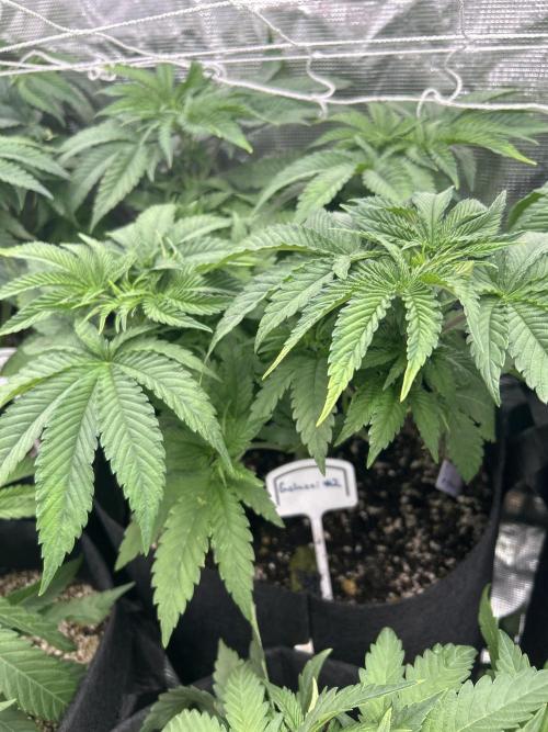Raw genetics and greenpoint seeds diary. Week 4