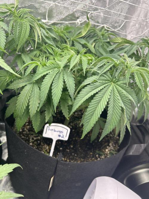 Raw genetics and greenpoint seeds diary. Week 4
