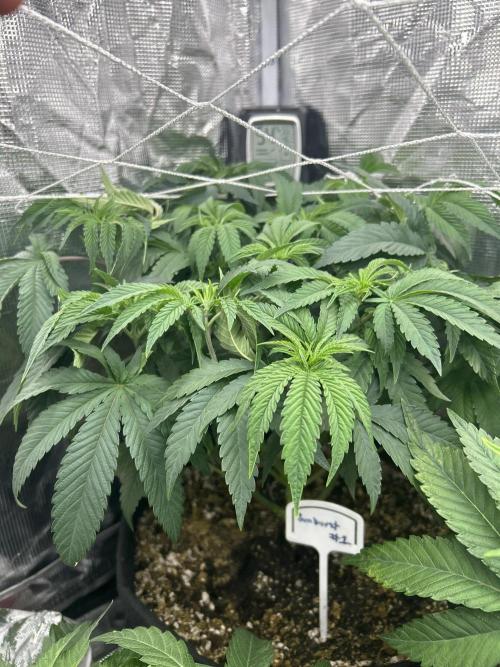 Raw genetics and greenpoint seeds diary. Week 4