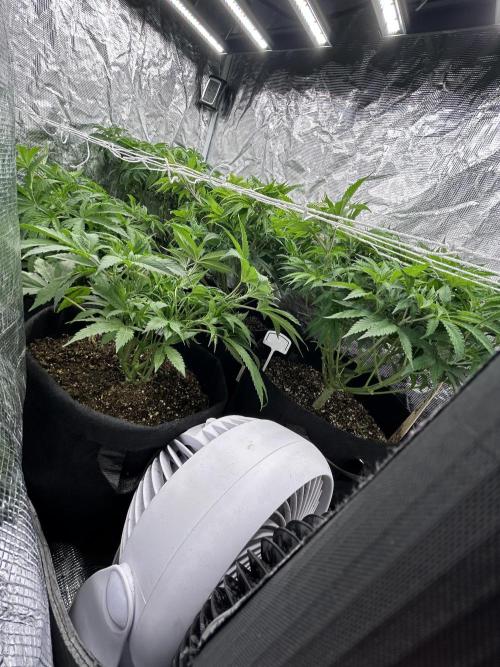 Raw genetics and greenpoint seeds diary. Week 5 - .Im trying to get candy truffles to catch up ,  the 2 smallest plants 
