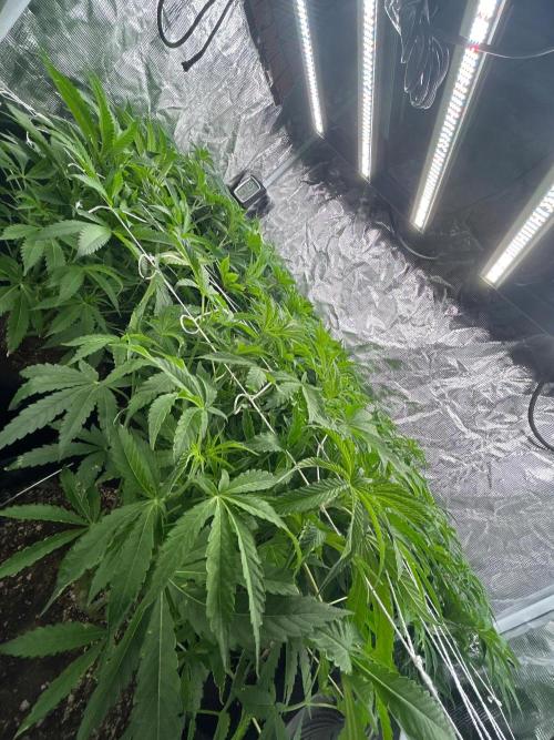 Raw genetics and greenpoint seeds diary. Week 6