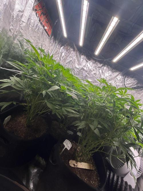 Raw genetics and greenpoint seeds diary. Week 7