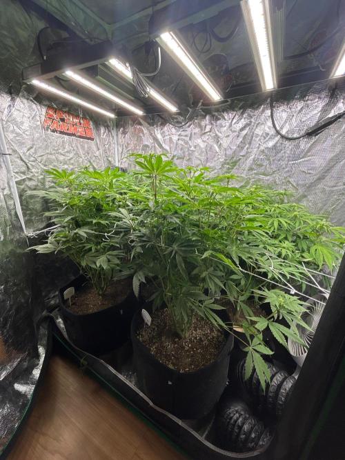 Raw genetics and greenpoint seeds diary. Week 8