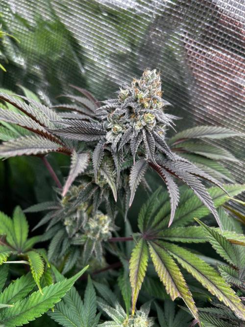 Raw genetics and greenpoint seeds diary. Week 9 - Gelazzi