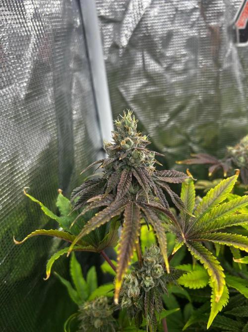 Raw genetics and greenpoint seeds diary. Week 9 - Candy truffles 