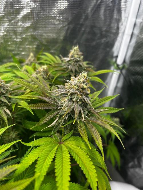 Raw genetics and greenpoint seeds diary. Week 9 - Sunburst #1