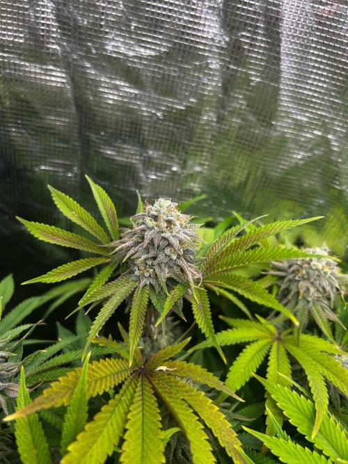 Raw genetics and greenpoint seeds diary. Week 9 - Sunburst #2