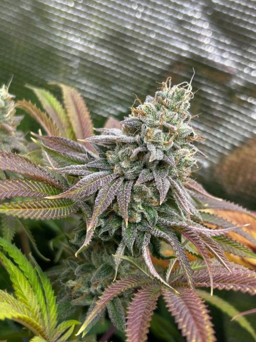 Raw genetics and greenpoint seeds diary. Week 10 - Sunburst