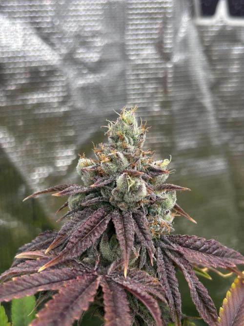 Raw genetics and greenpoint seeds diary. Week 10 - Candy truffles 