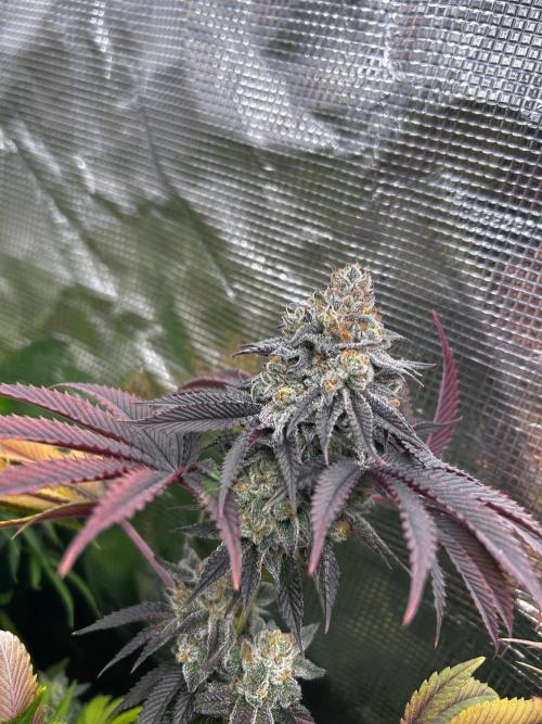 Raw genetics and greenpoint seeds diary. Week 10 - Gelazzi 