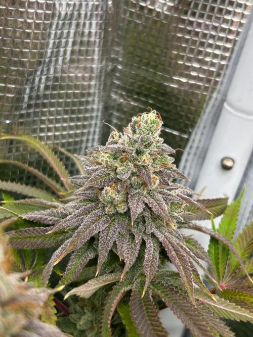 Raw genetics and greenpoint seeds diary. Week 10 - SB 
