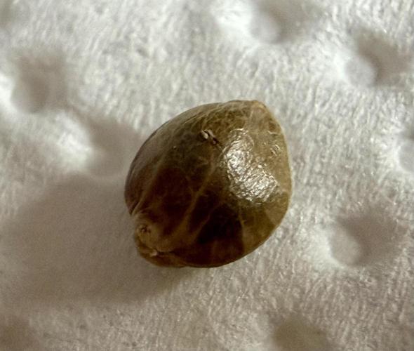 Med Grow. Week 0 - Apr 6 the selected seed