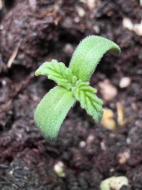 Med Grow. Week 1 - Apr 13 all is well