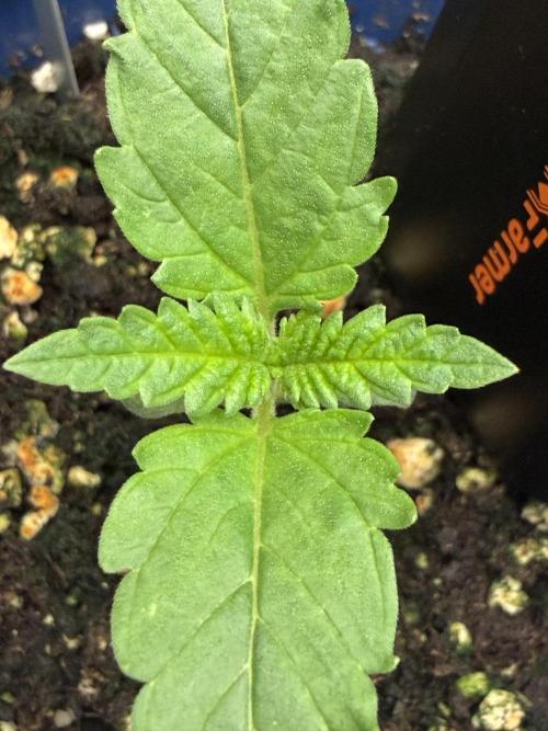 Med Grow. Week 1 - Apr 18 second pair of true leaves are coming in