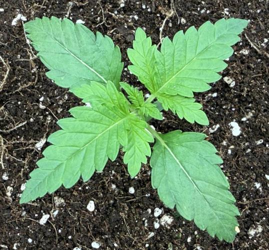 Med Grow. Week 1 - Apr 21
