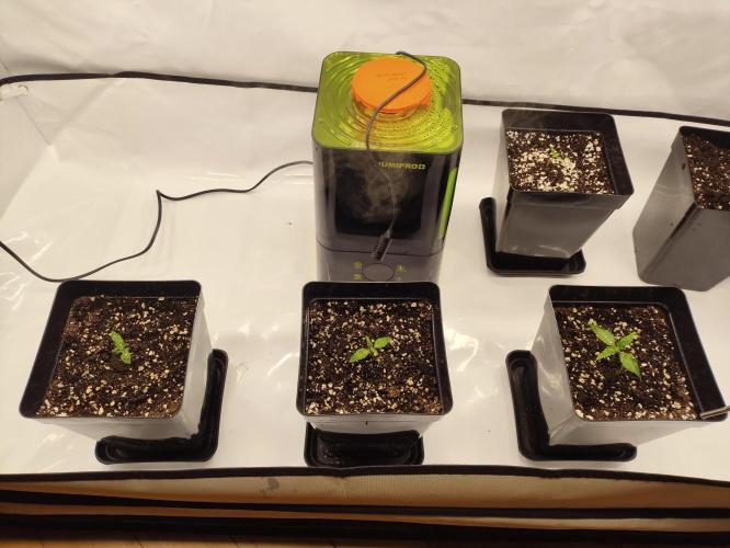 Gandalf-CZ Seasone 1- Mokum’s Tulip. Week 1