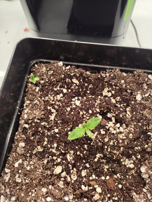 Gandalf-CZ Seasone 1- Mokum’s Tulip. Week 1