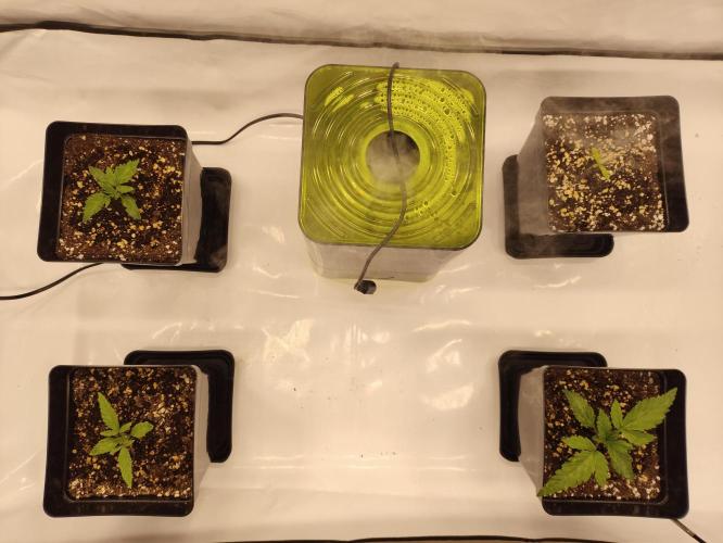 Gandalf-CZ Seasone 1- Mokum’s Tulip. Week 2