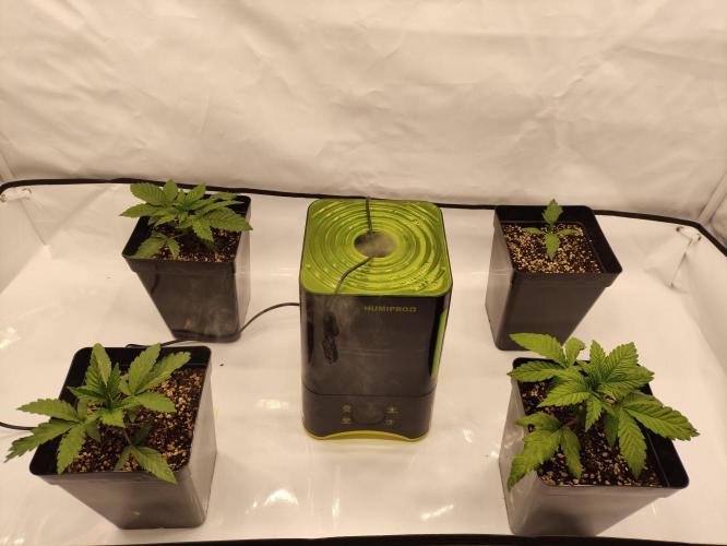 Gandalf-CZ Seasone 1- Mokum’s Tulip. Week 2