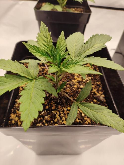 Gandalf-CZ Seasone 1- Mokum’s Tulip. Week 2