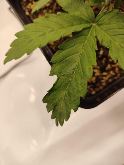 Gandalf-CZ Seasone 1- Mokum’s Tulip. Week 2