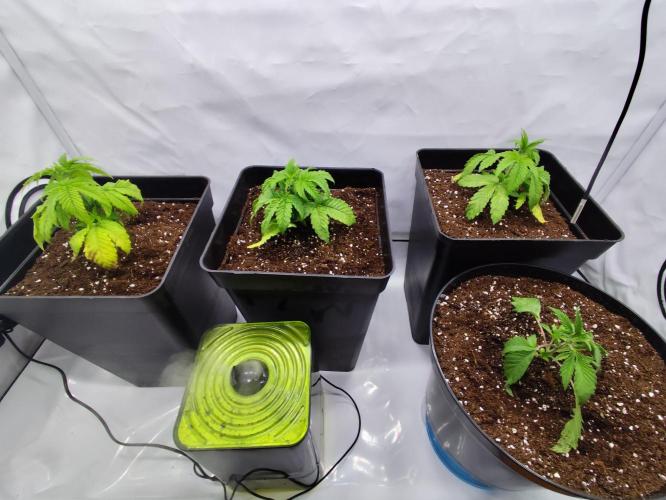 Gandalf-CZ Seasone 1- Mokum’s Tulip. Week 3