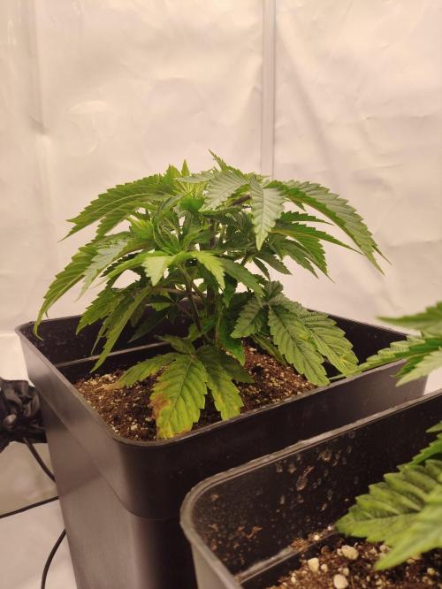 Gandalf-CZ Seasone 1- Mokum’s Tulip. Week 4