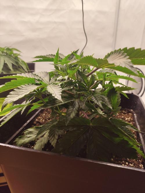 Gandalf-CZ Seasone 1- Mokum’s Tulip. Week 4
