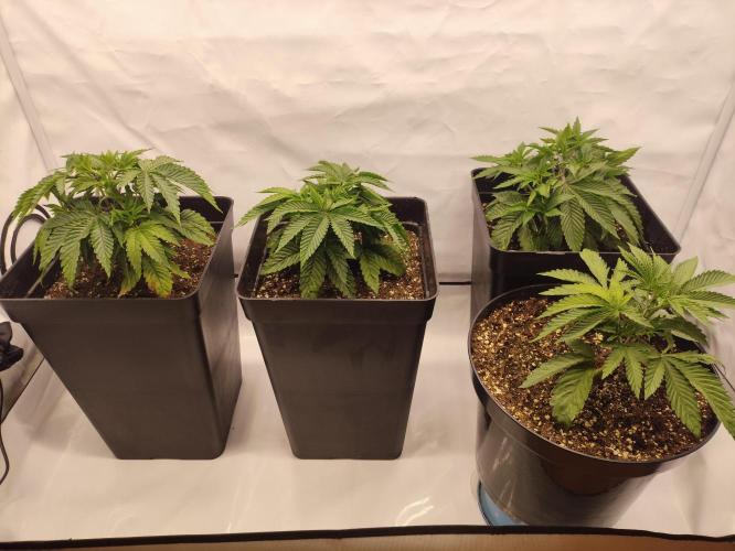 Gandalf-CZ Seasone 1- Mokum’s Tulip. Week 4