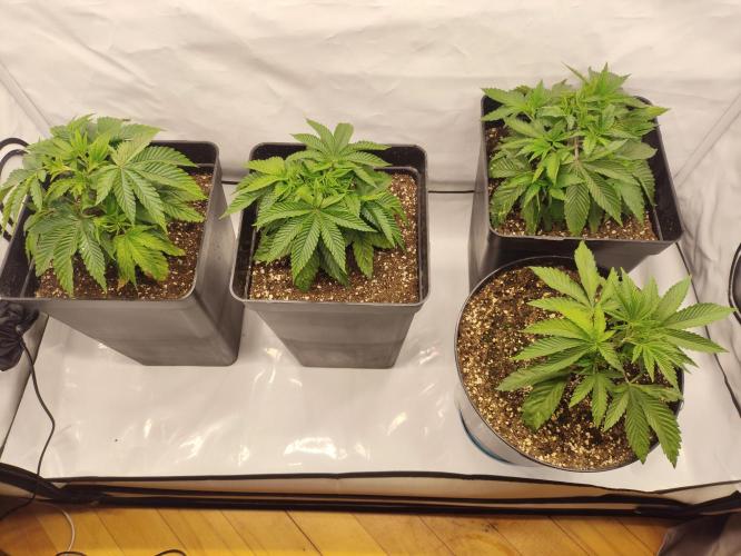 Mokums Tulip. Week 4