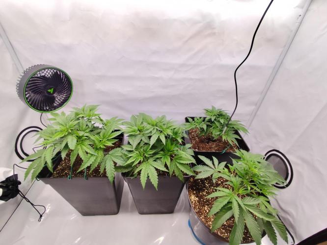 Mokums Tulip. Week 5