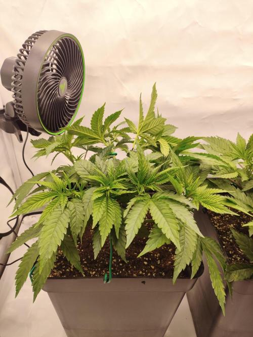 Gandalf-CZ Seasone 1- Mokum’s Tulip. Week 6