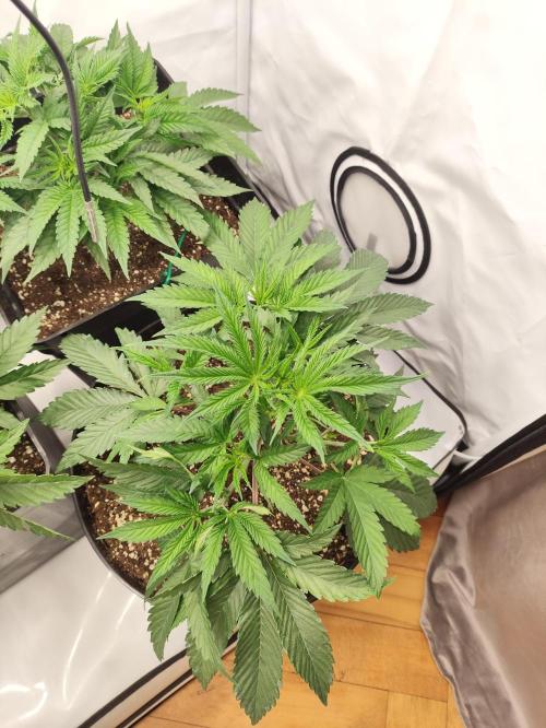 Gandalf-CZ Seasone 1- Mokum’s Tulip. Week 6