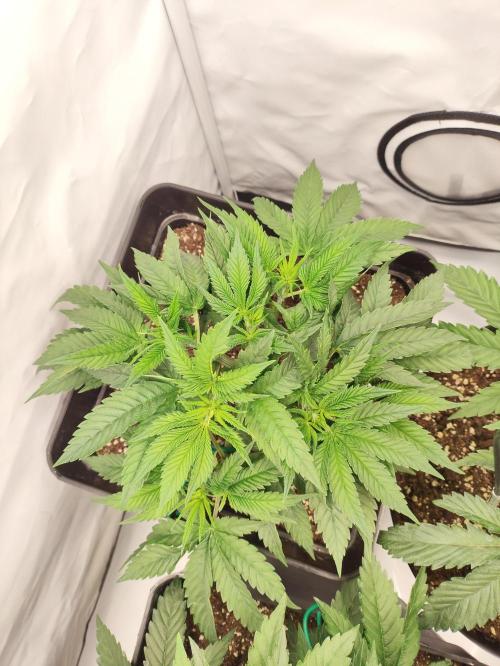 Gandalf-CZ Seasone 1- Mokum’s Tulip. Week 6