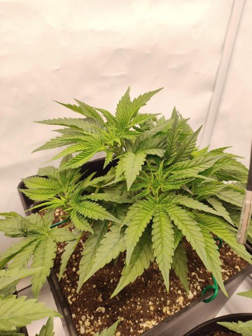 Gandalf-CZ Seasone 1- Mokum’s Tulip. Week 6