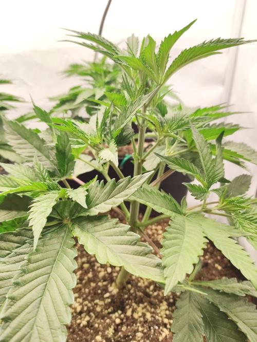 Mokums Tulip. Week 6
