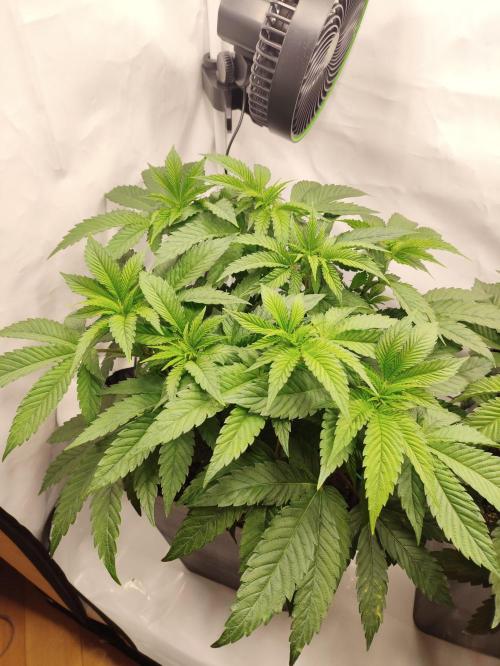 Gandalf-CZ Seasone 1- Mokum’s Tulip. Week 7