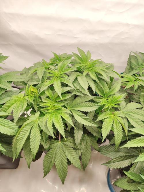 Gandalf-CZ Seasone 1- Mokum’s Tulip. Week 7