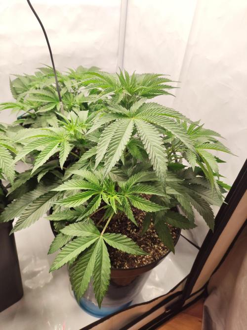 Gandalf-CZ Seasone 1- Mokum’s Tulip. Week 7