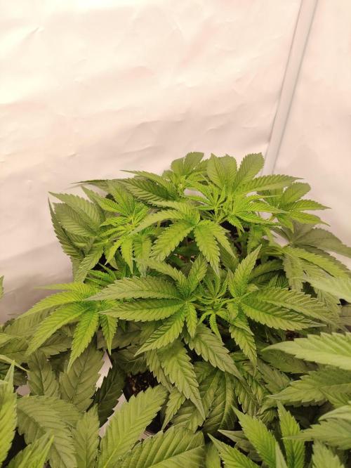 Gandalf-CZ Seasone 1- Mokum’s Tulip. Week 7