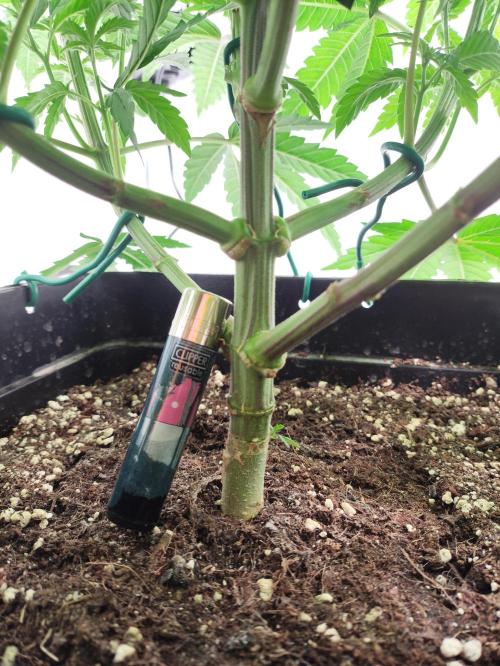 Gandalf-CZ Seasone 1- Mokum’s Tulip. Week 7