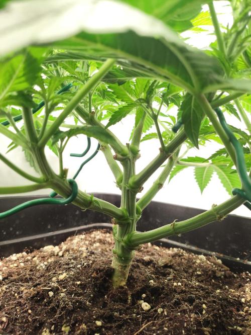 Gandalf-CZ Seasone 1- Mokum’s Tulip. Week 7