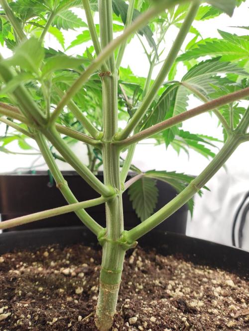 Gandalf-CZ Seasone 1- Mokum’s Tulip. Week 7