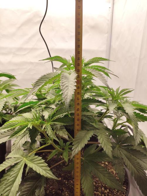 Gandalf-CZ Seasone 1- Mokum’s Tulip. Week 7