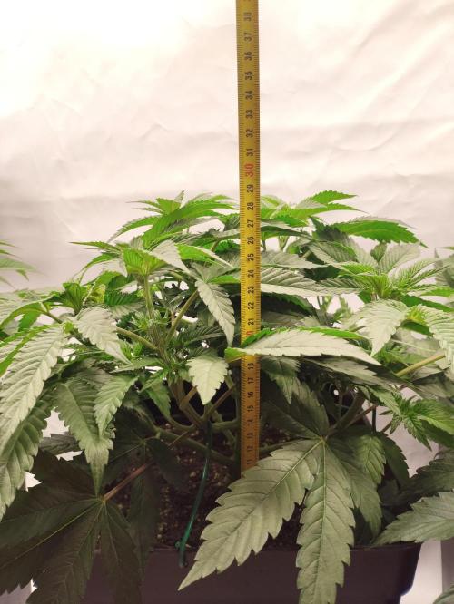 Gandalf-CZ Seasone 1- Mokum’s Tulip. Week 7